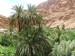 Phoenix dactylifera planted in Morocco