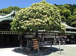 Sacred Photinia serrulata tree at Miyajidake Shrine in Fukutsu, Fukuoka, Japan
