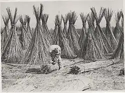 Drying macerated hemp stalks in Frattamaggiore in 1930.
