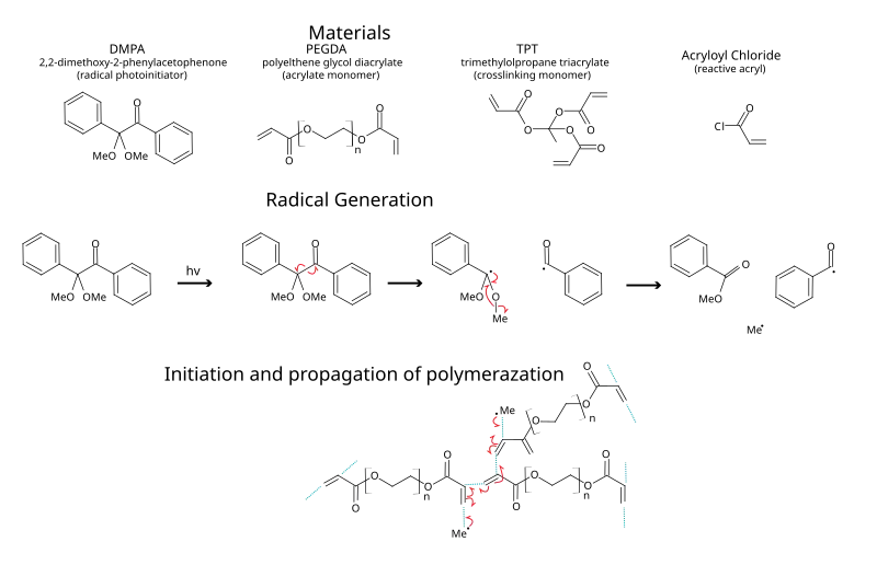 example of acrylate polymerization via radical photoinitiation. This type of hydrogel is sometimes used for biosensors as the conditions used are relatively mind to protein allowing them to be entrapped in the hydrogel, whilst retaining functionality and are porous enough to allow the diffusion of small molecules.[6]