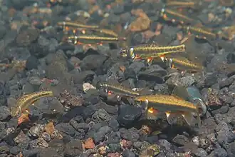 Reproductive colouration