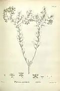 Botanical illustration from 1806