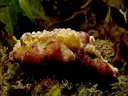 Phyllidiopsis cardinalis