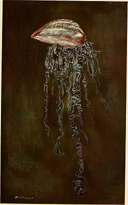 Illustration of a Portuguese man o' war ("Physalia physalis")