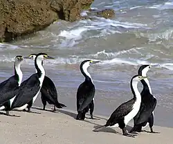 Group of six pied cormorants standing on a beach at the water's edge