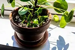 Pilea peperomia and pups
