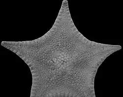 Pillsburiaster calvus