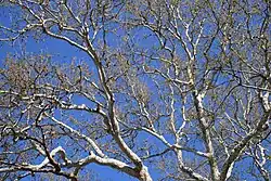 Foliage of the Pinchot Sycamore in spring.