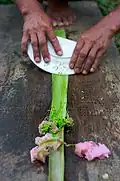 Scraping a pineapple leaf to reveal the fibers
