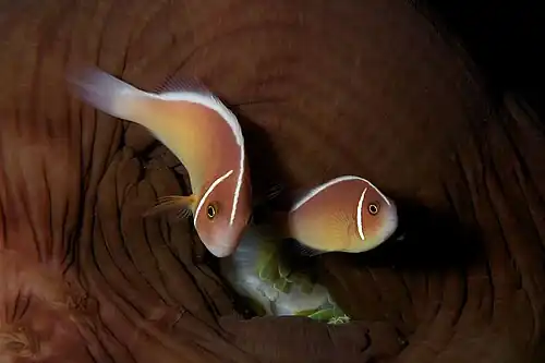 Two clownfish with one vertical bar and a horizontal bar along back