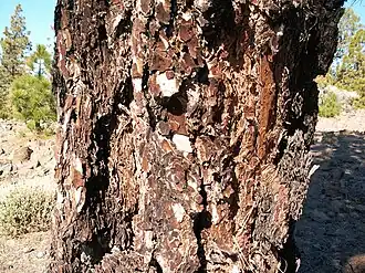 Fire-resistant trunk