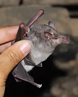 Gray bat