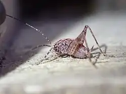 A wētā on some wood, seen from the side