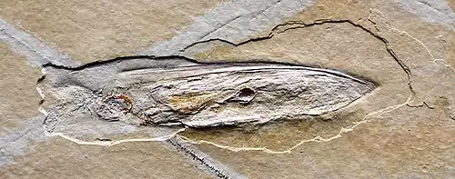 Fossil Plesioteuthis from the Tithonian (c. 150 Mya, upper Jurassic), Solnhofen, Germany