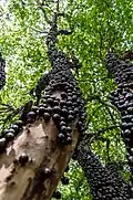 Jabuticaba (Plinia cauliflora)