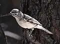 Plumbeous vireo in Custer State Park, South Dakota