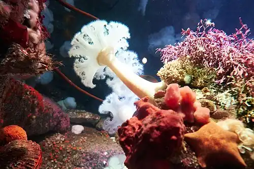 An assortment of colorful invertebrates with striking whites, deep reds, and bright purples