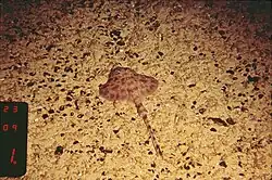 A Pluto skate ("Fenestraja plutonia") found on iron-stained sand bottom with manganese nodules