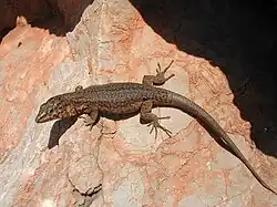 Lilford's wall lizard