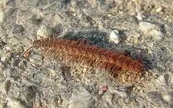 Polydesmus denticulatus