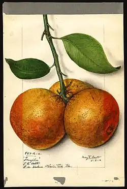 Temple variety of orange (Citrus sinensis), with specimen originating in Winter Park, Florida; watercolor by Mary Daisy Arnold, 1915