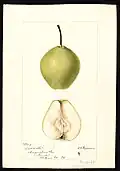 Sudduth pear - watercolor 1895