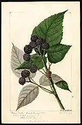 Black raspberry — watercolor, 1893
