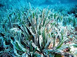 Seagrass