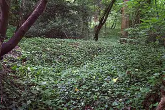 View from entrance of possible ice house