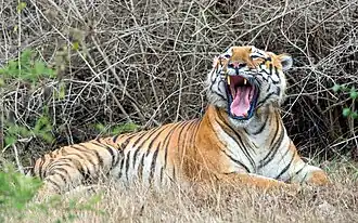 Tiger in Bandipur