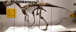 Photograph of a mounted hypothetical skeleton of Proceratosaurus in side view, with the head facing to the left