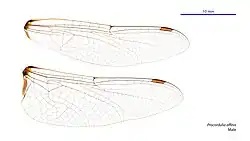 Male wings