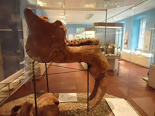 Lateral view of the lower jaws of P. bavaricum at Naturkundemuseum Ostbayern