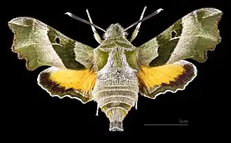 Proserpinus proserpina ♀