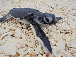 Protecting St Brandon Islands