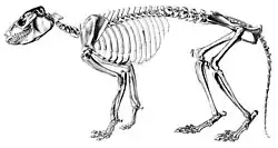 Skeleton of Protypotherium (Typotheria, Interatheriidae)