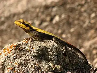 Lateral view