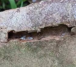 Colony chamber – shows multiple life stages of P. gracilis nesting in a Sabal palmetto frond