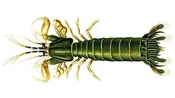 Pseudosquillopsis lessonii print