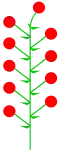 Indeterminate inflorescence with the subterminal flower to simulate the terminal one (vestige present)
