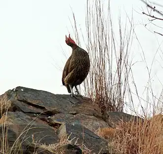 Swainson's spurfowl crowing from a hillock before sunset