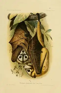Drawing of brown bats