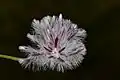 Ptilotus stirlingii (Lindl.) F.Muell. subsp. stirlingii