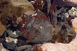 Characteristic shield-like carapace shown.