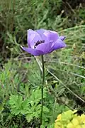 Purple anemone in the Judean mountains