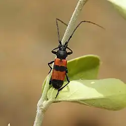 Purpuricenus sanguinolentus
