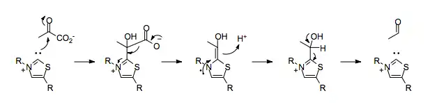 Mechanism of pyruvate decarboxylation