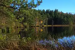 Photo of a calm lake with shrubbery in the foreground and a large number of pines in the background on the opposite shore