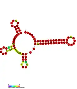 STnc250 Hfq binding RNA: Predicted secondary structure taken from the Rfam database. Family RF01409.