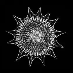 An elaborate mineral skeleton of a radiolarian made of silica.